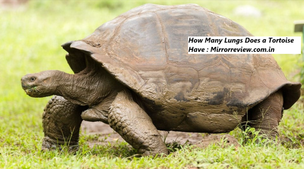 How Many Lungs Does a Tortoise Have